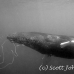 whale_humpback_h_00334_dom3743.jpg